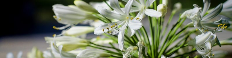 FLOR BLANCA