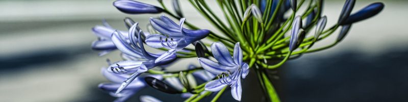 FLOR VIOLETA