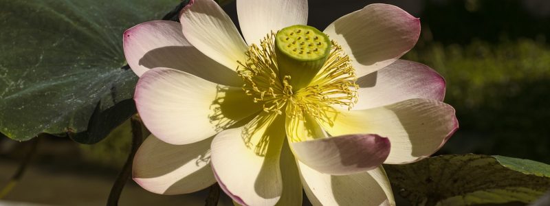 FLOR